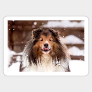 Shetland Sheepdog in the Snow Sticker